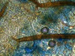 Scutellinia vitreola