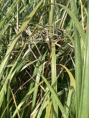 Cistothorus palustris