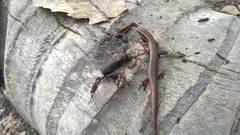 Subdoluseps bowringii