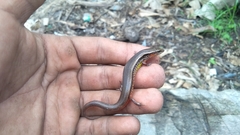 Subdoluseps bowringii