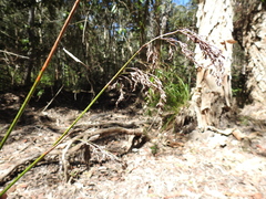 Machaerina articulata