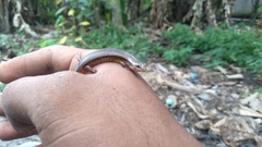 Subdoluseps bowringii