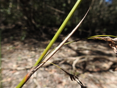Machaerina articulata