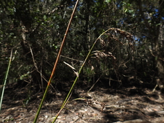 Machaerina articulata