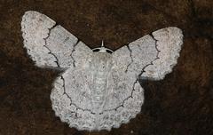 Pingasa abyssiniaria