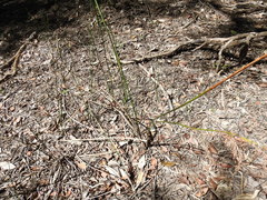 Machaerina articulata