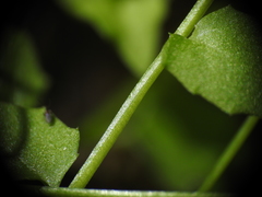 Lobelia quadrangularis