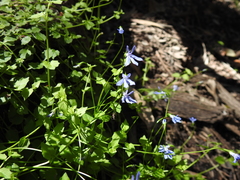 Lobelia quadrangularis
