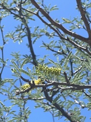 Prosopis palmeri