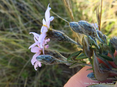 Athrixia phylicoides