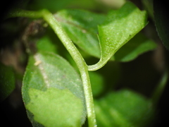 Lobelia quadrangularis