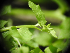 Lobelia quadrangularis