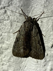 Catocala gracilis