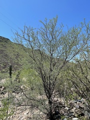 Prosopis palmeri
