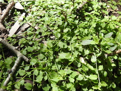 Lobelia quadrangularis