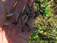 Athrixia phylicoides