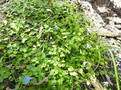 Lobelia quadrangularis