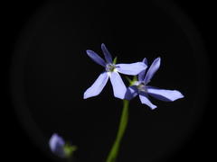 Lobelia quadrangularis