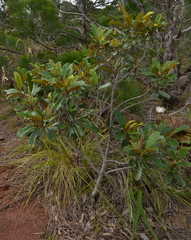 Alphitonia neocaledonica