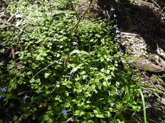 Lobelia quadrangularis