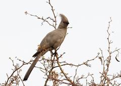 Corythaixoides concolor concolor