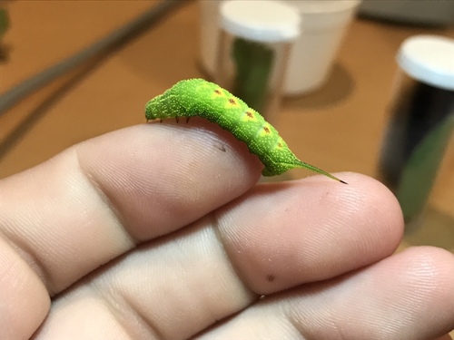 Virginia Creeper Sphinx