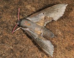 Hippotion rosae