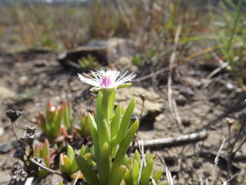 Delosperma crassuloides (Delosperma crassuloides)