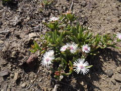 Delosperma crassuloides