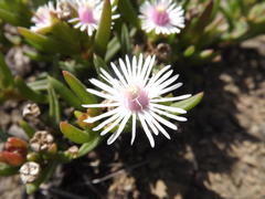 Delosperma crassuloides