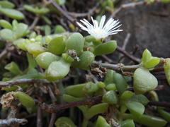Delosperma peglerae