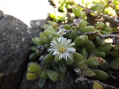 Delosperma peglerae