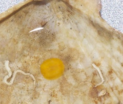 Image of Doriopsilla pharpa