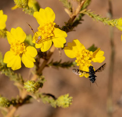 Mecaphesa schlingeri