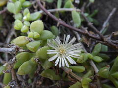 Delosperma peglerae