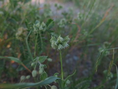 Dactyloctenium radulans
