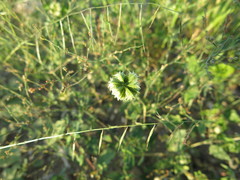 Dactyloctenium radulans