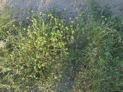 Dactyloctenium radulans