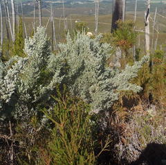 Amphithalea fourcadei