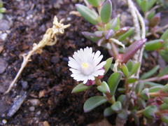 Delosperma katbergense