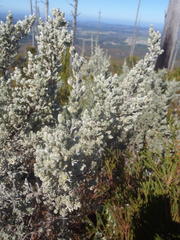 Amphithalea fourcadei