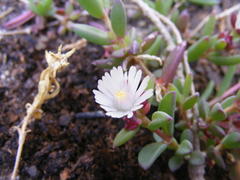 Delosperma katbergense