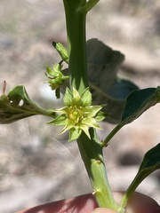 Ditaxis brandegeei