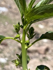 Ditaxis brandegeei