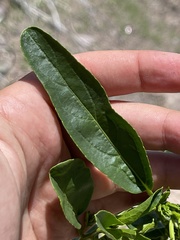 Ditaxis brandegeei