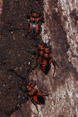 Tegea atropicta