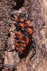 Tegea atropicta