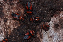 Tegea atropicta