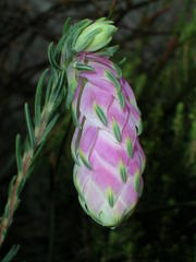 Erica glauca elegans
