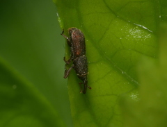 Sitophilus oryzae
